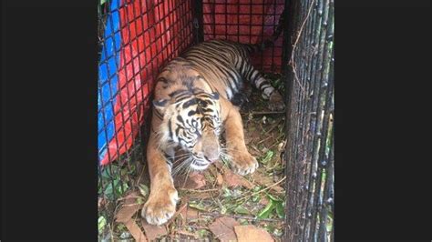 Harimau Sumatera Yang Memangsa Ekor Kambing Milik Warga Di Tapaktuan