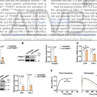 Mettl Methyltransferase Like Regulates N Methyladenosine M A