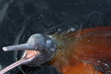 Top Boto River Dolphin Stock Photos, Pictures and Images - iStock