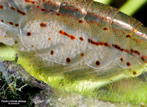 Amano Garnele Infos Und Tipps Zur Haltung Im Aquarium