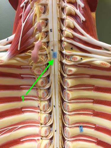 A P Bio Lab Spinal Cord And Nerves Answers Only Flashcards