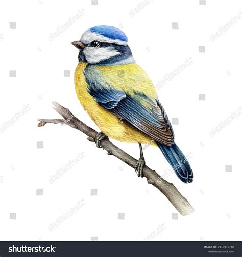 Tiny Tits Images Stock Photos Vectors Shutterstock