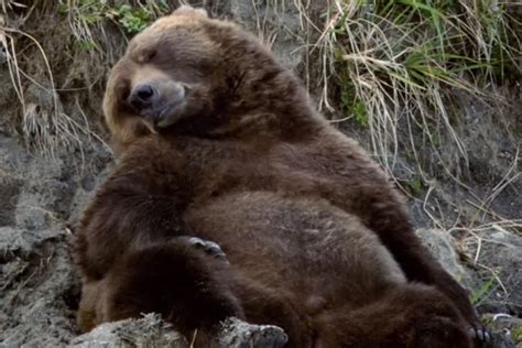 Watch: First Trailer For Disneynature’s BEARS - FilmoFilia