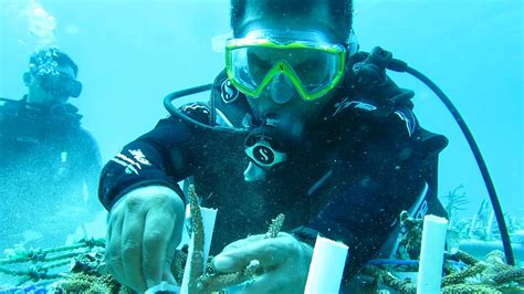 Transplantasi Terumbu Karang Pantai Liang Ambon Maluku Youtube