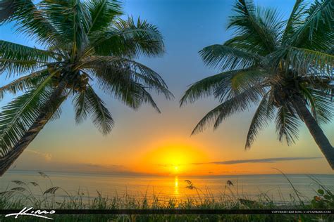 Palm Tree Beach Sunrise