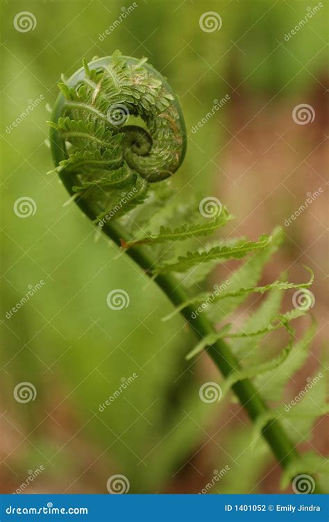 Fiddlehead Fern stock photo. Image of garden, spring, arboretum - 1401052