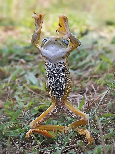 Kung-fu frog assumes Karate Kid stance - but will we see a crane kick ...