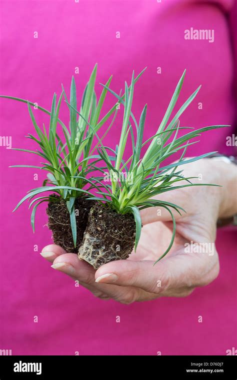 Mano de jardineros fotografías e imágenes de alta resolución Alamy