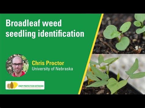 Broadleaf Weed Seedling Identification Youtube