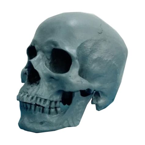 Life Size Human Skull Model Human Skull Head Muscle Bone Model