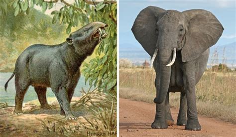 Cómo han cambiado estos 11 animales con el paso del tiempo Genial