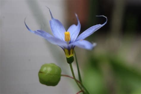 52 めぐり～小庭の花たち 5 頂き物 めぐりの花と旅