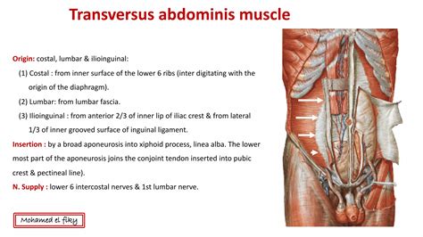 Anatomy Of Anterior Abdominal Wall Ppt