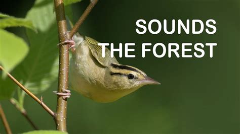 Bird Sounds Birds Chirping Sounds Of The Forest For Relaxation