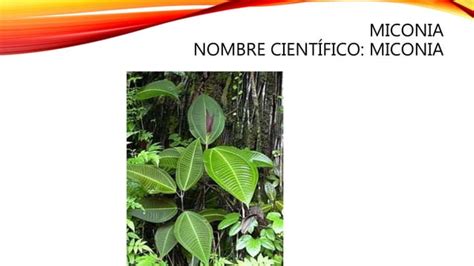 Plantas Del Ecuador Ppt