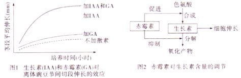 [题目]金属硫蛋白 Mt 是一类广泛存在的金属结合蛋白 某研究小组计划通过多聚酶链式反应 Pcr 扩增获得目的基因 构建转基因工程菌 用于重金属废水的净化处理 Pcr扩增过程示意图如下 请回答