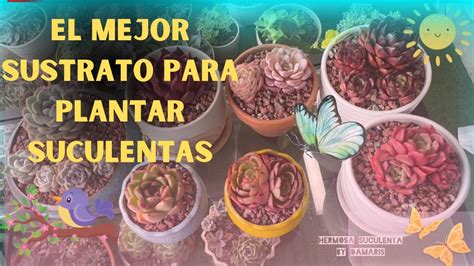 El Mejor Sustrato Para Plantar Suculentas Sustrato Jard N Succulents