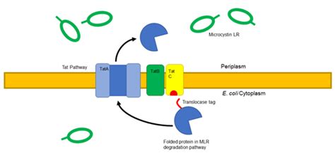 Group translocation - Definition and Examples - Biology Online Dictionary