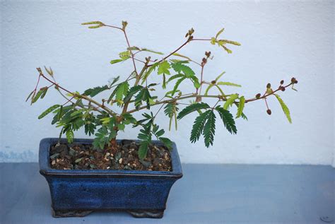 Mimosa Sensitiva Mimosa Pudica Bonsai Mimosa Sensitiva  Flickr