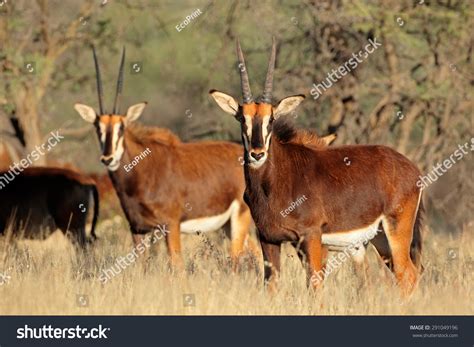 Sable Antelopes Hippotragus Niger Natural Habitat Stock Photo 291049196