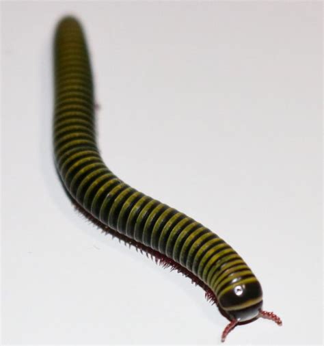 Bumblebee Millipede – Jungle Joe Reptiles | Millipede, Bugs and insects ...