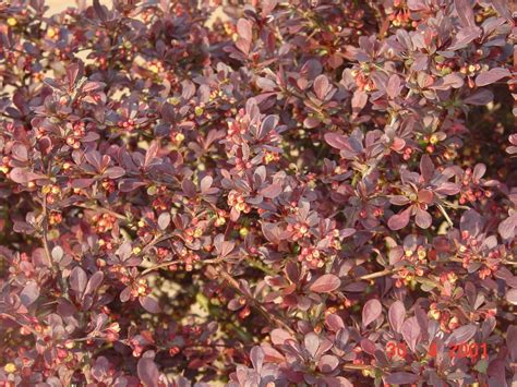 Berberis Purple B Thunbergii Atropurpurea Purple Japanese Barberry