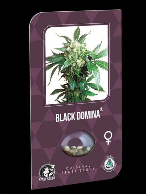 Black Domina Sensi Seeds 🍀 Cannabissamen Store