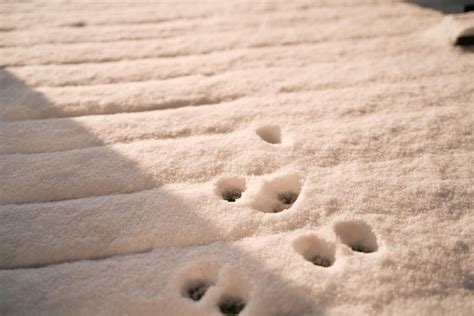 Premium Photo Cat Paws On Fresh Snow Cat Footprints In The Snow Cat