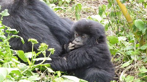 Gorilla Families In Rwanda For Tracking African Birding Trips