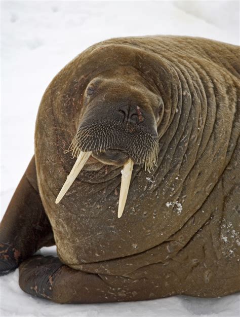 Free Images : nature, looking, wildlife, portrait, fauna, whiskers, fat ...