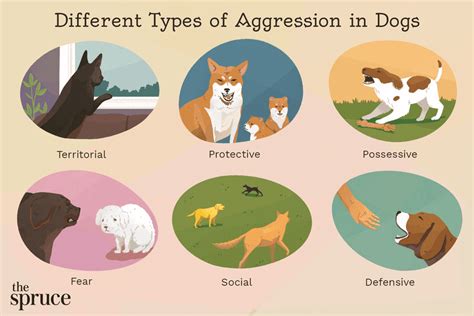 How to Stop Aggressive Behavior in Dogs