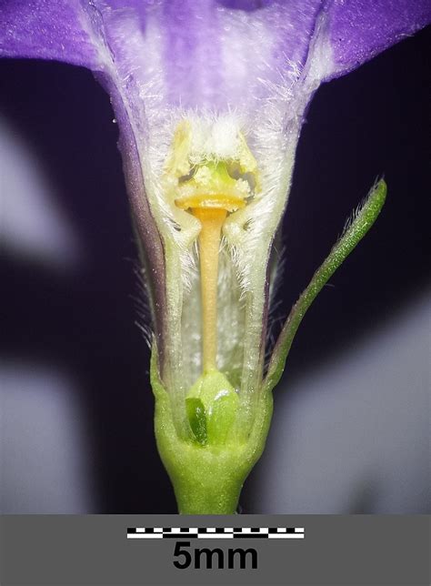 Botanik Gro Es Immergr N Vinca Major Eine Giftige Staude