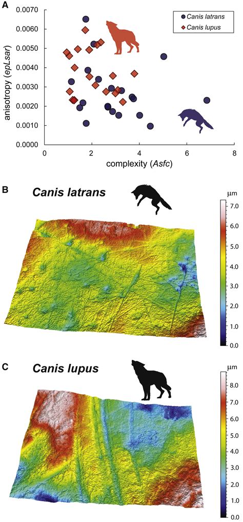 Causes And Consequences Of Pleistocene Megafaunal Extinctions As Revealed From Rancho La Brea