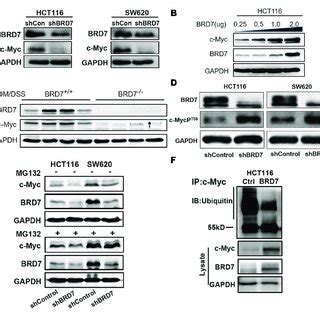 Brd Enhances The Stability Of The C Myc Protein By Inhibiting Its