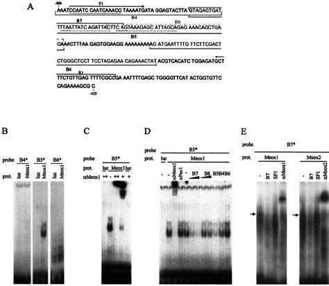 Localization Of The Meox Binding Motif In The Bapx Promoter A