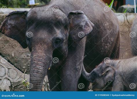 Adult and Baby Sumatran Elephant in the Zoo Stock Photo - Image of ...