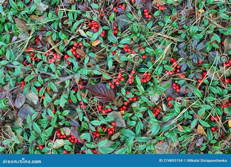 Greenery Of Cotoneaster Leaves With Ripe Red Bearberry On Branch Of