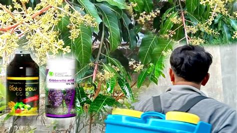 The 2 Most Effective Type Of Organic Liquid Fertilizer For Mango Plants