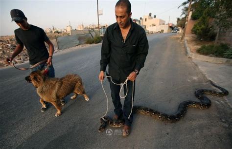 Pakistani Dude Takes A Very Strange Pet For A Walk 5 Pics