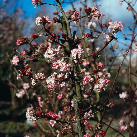 Viburnum Bodnantense Charles Lamont Sneeuwbal Bloemenpark Appeltern