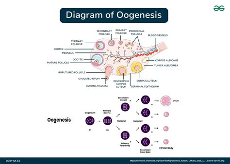 Diagram of Oogenesis - Process and its Explanation GeeksforGeeks