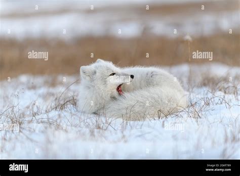 Wild Arctic Fox Vulpes Lagopus In Tundra In Winter Time White Arctic