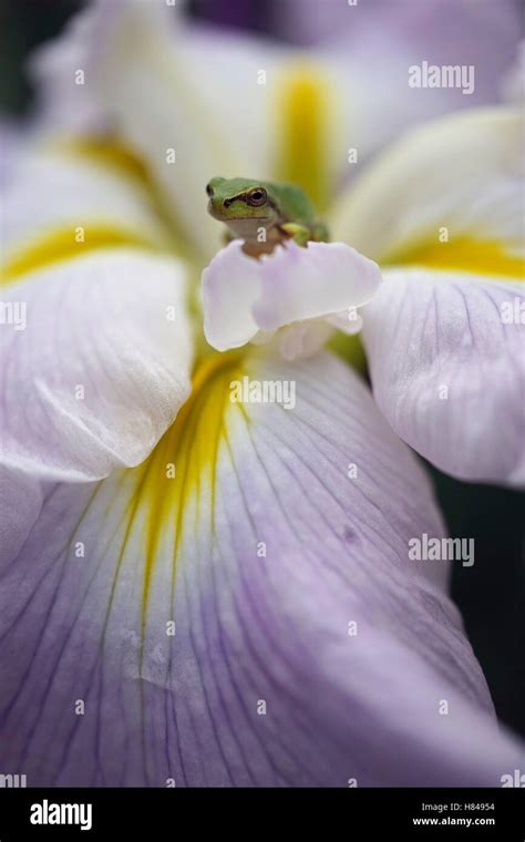 Japanese Tree Frog Hyla Japonica On Common Sweet Flag Acorus Calamus