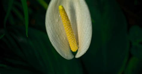 Close-up on White Peace Lily · Free Stock Photo