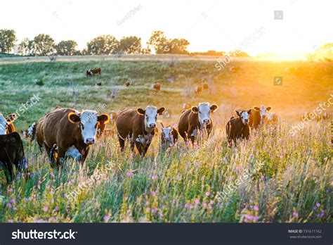 29,051 Cattle Sun Images, Stock Photos & Vectors | Shutterstock