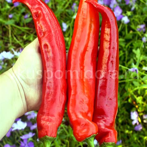 Купить семена перца острого сорта Халапеньо Чернобыль (Jalapeno Chernobyl)