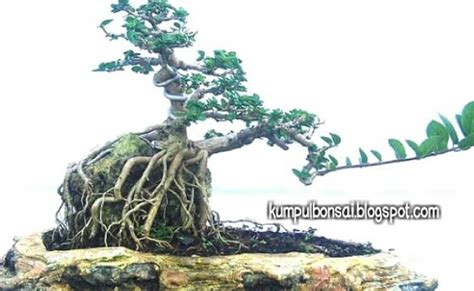 Detail Cara Pecah Batang Bonsai Asam Jawa Koleksi Nomer 33