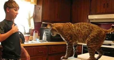 Niño salva la vida de un gato salvaje en un incendio forestal