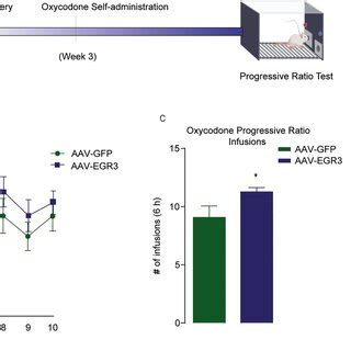 EGR3 Overexpression In The MPFC Increases The Rewarding Effects Of