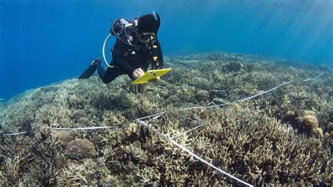 Cara Membantu Restorasi Terumbu Karang Sebagai Langkah Nyata Menjaga